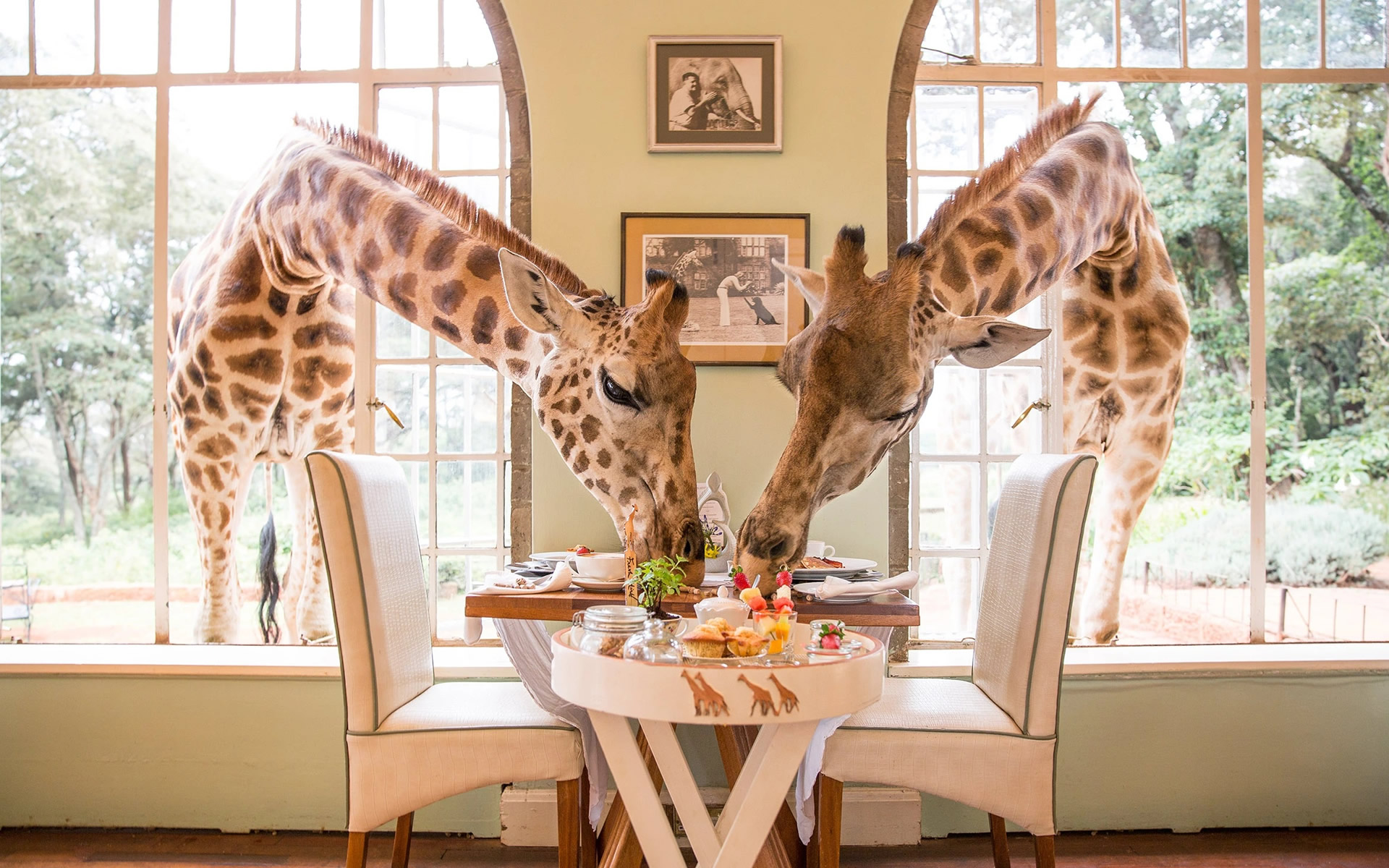 giraffe manor
